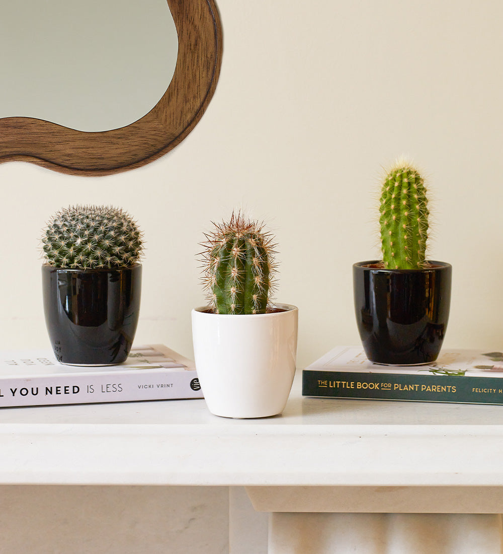 Cacti & Pot