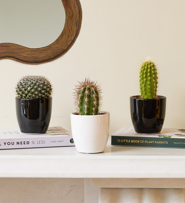 Cacti & Pot