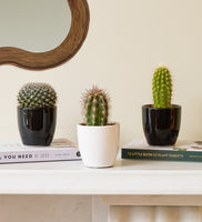Cacti & Pot