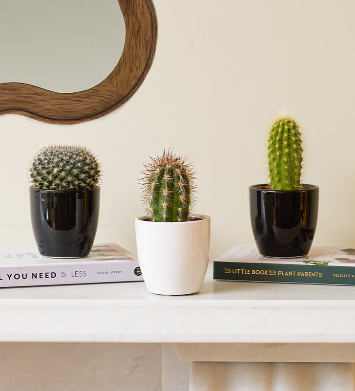 Cacti & Pot