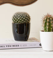 Cacti & Pot