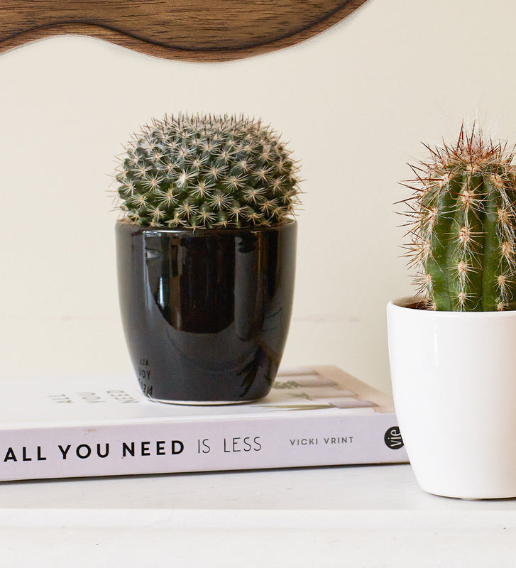 Cacti & Pot