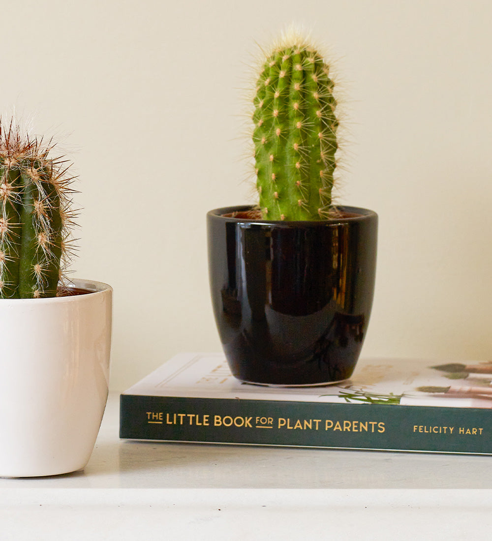 Cacti & Pot