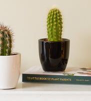 Cacti & Pot