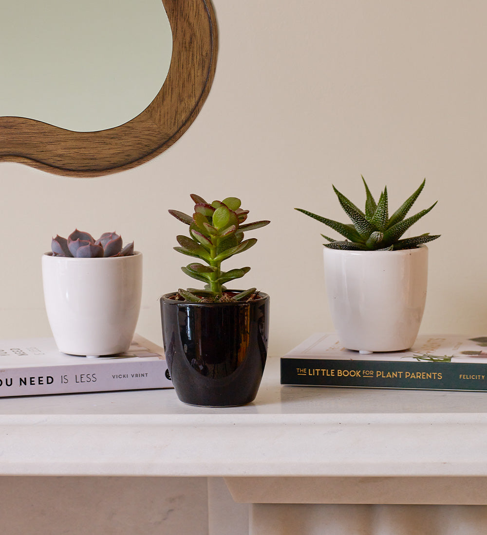 Succulent & Pot
