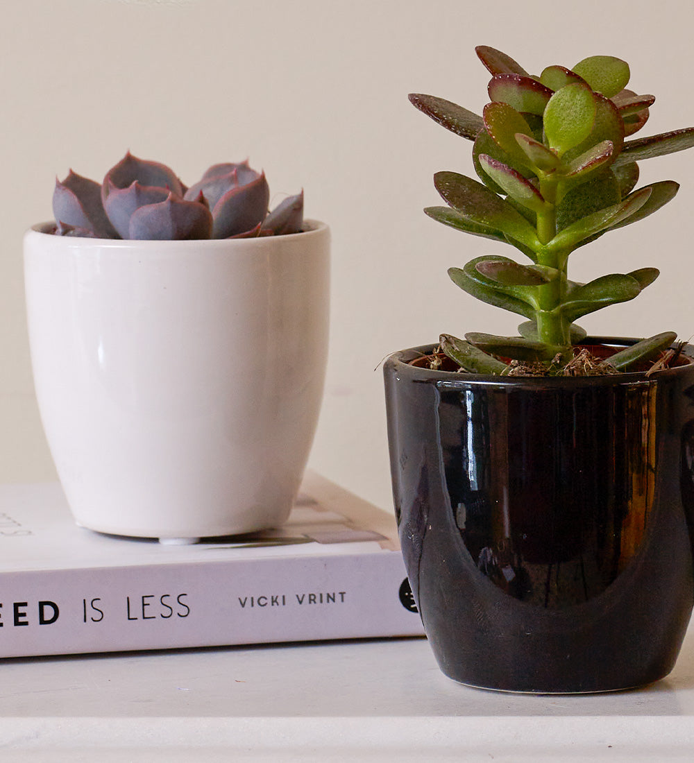 Succulent & Pot