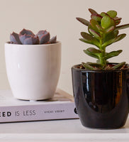 Succulent & Pot