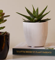 Succulent & Pot