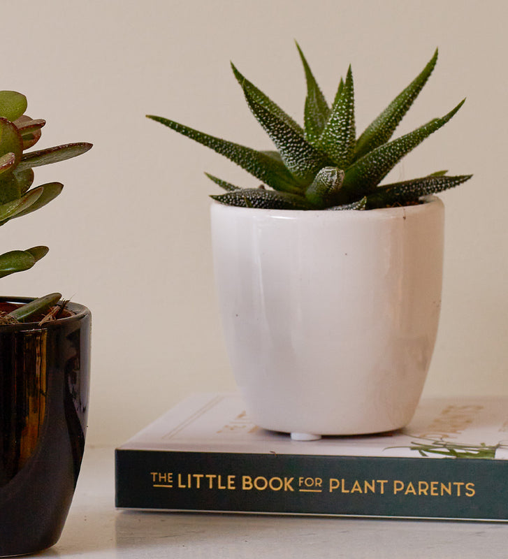 Succulent & Pot