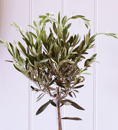 Olive Tree & Pot