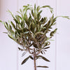 Olive Tree