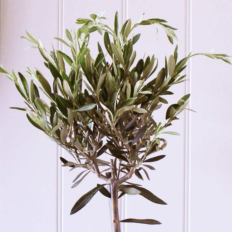 Olive Tree