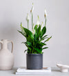 Peace Lily & Pot