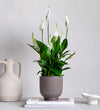 Peace Lily & Pot
