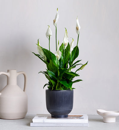 Peace Lily & Pot
