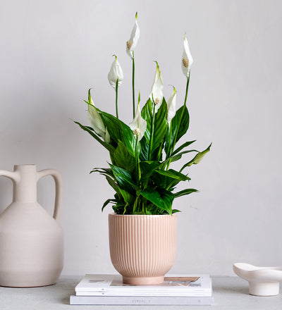 Peace Lily & Pot