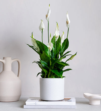 Peace Lily & Pot