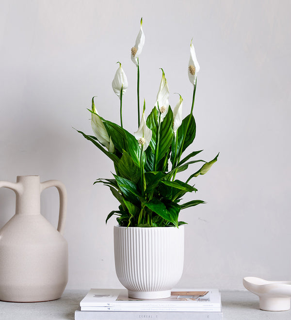 Peace Lily & Pot