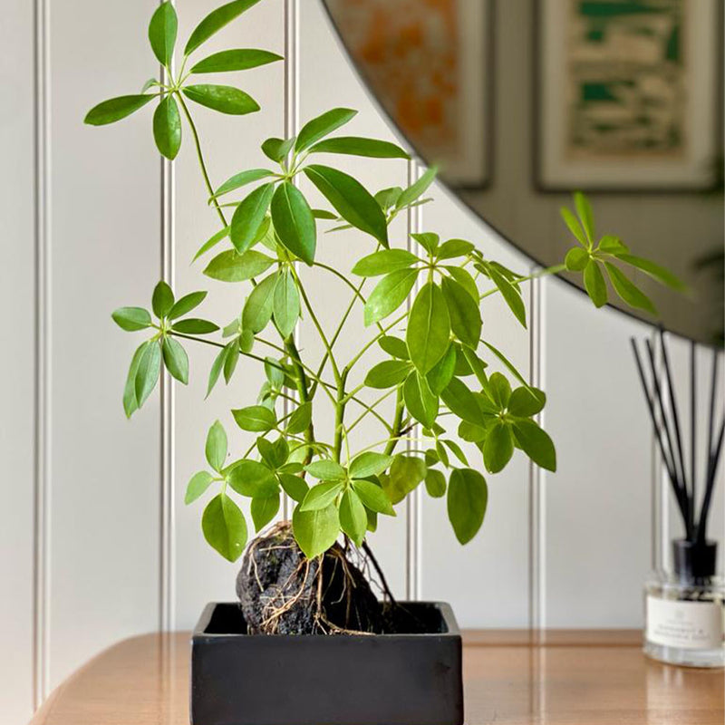 Schefflera on Lava