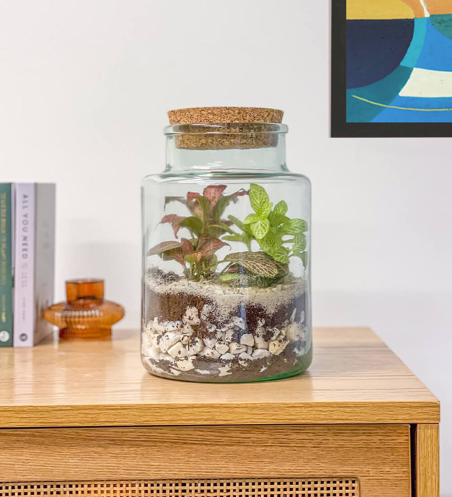 Terrarium Kit