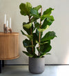 Two stem fiddle-leaf fig