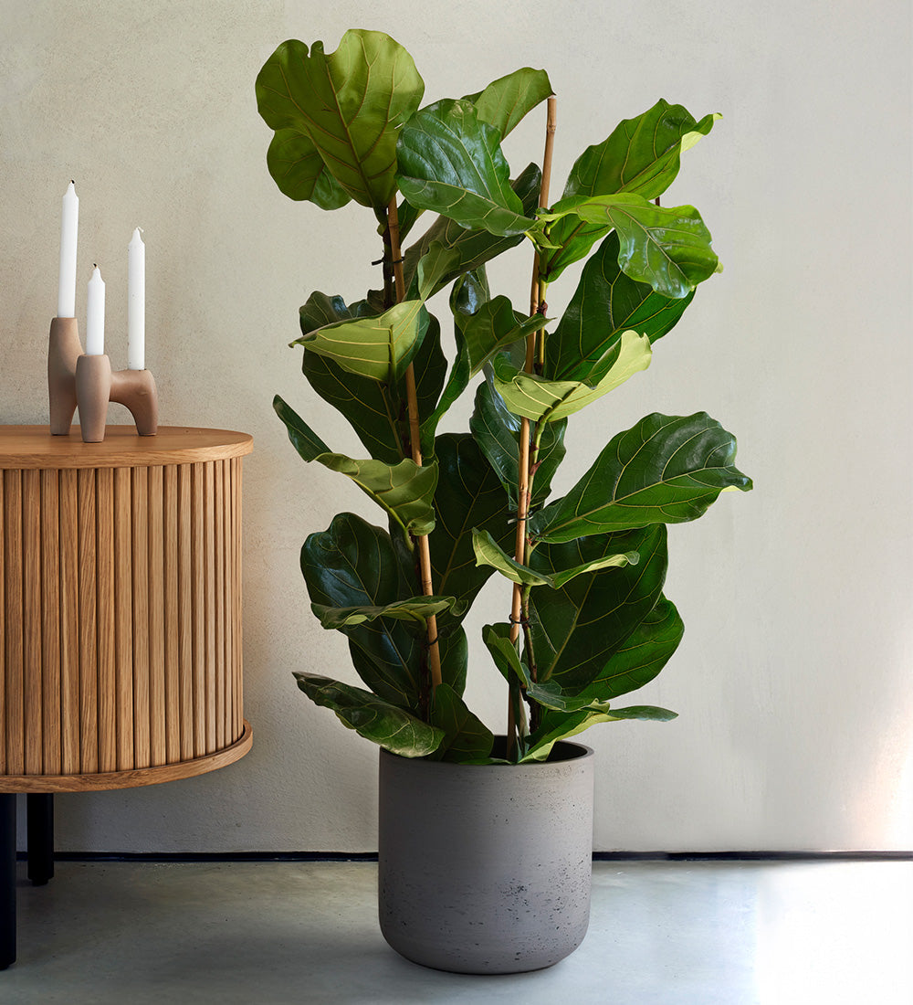 Two stem fiddle-leaf fig