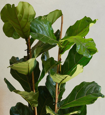 Two stem fiddle-leaf fig