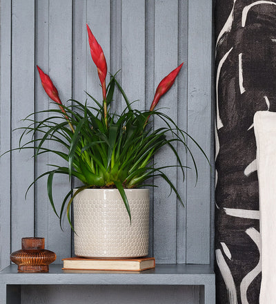 Vriesea Astrid & Pot