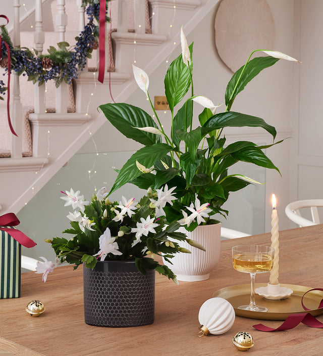 White Christmas Pair