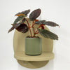 Mini Begonia Maculata & Pot