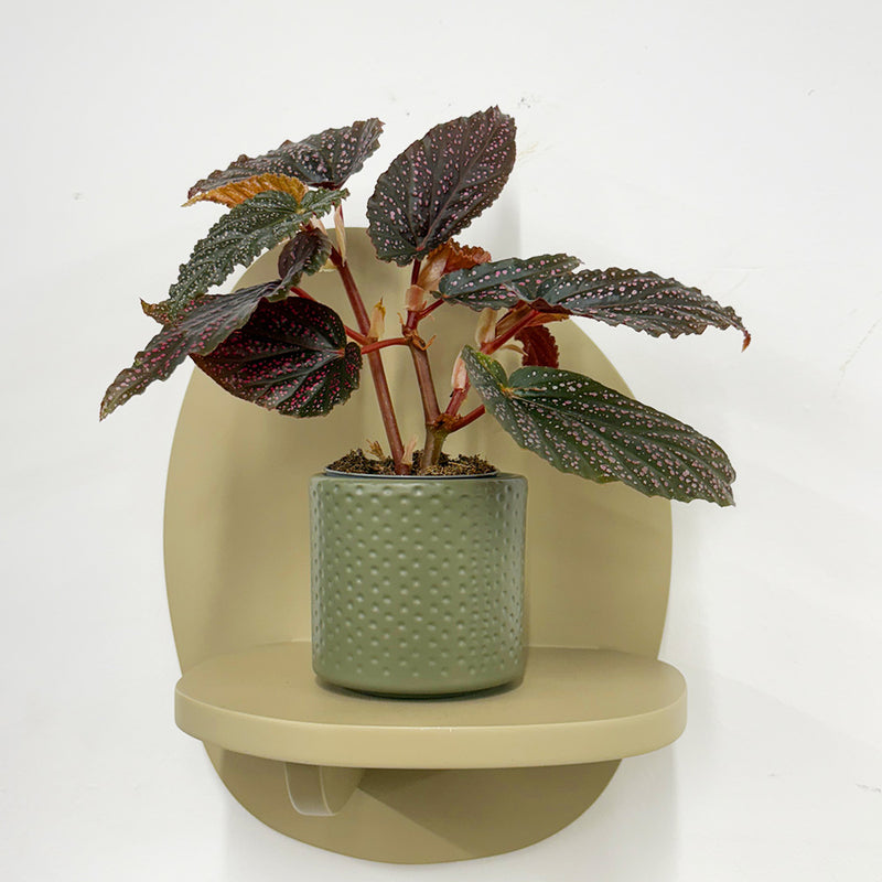 Mini Begonia Maculata & Pot