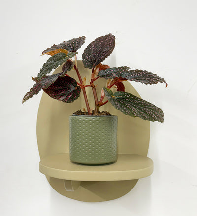 Mini Begonia Maculata & Pot