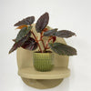 Mini Begonia Maculata & Pot