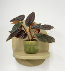 Green Pot