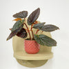 Mini Begonia Maculata & Pot