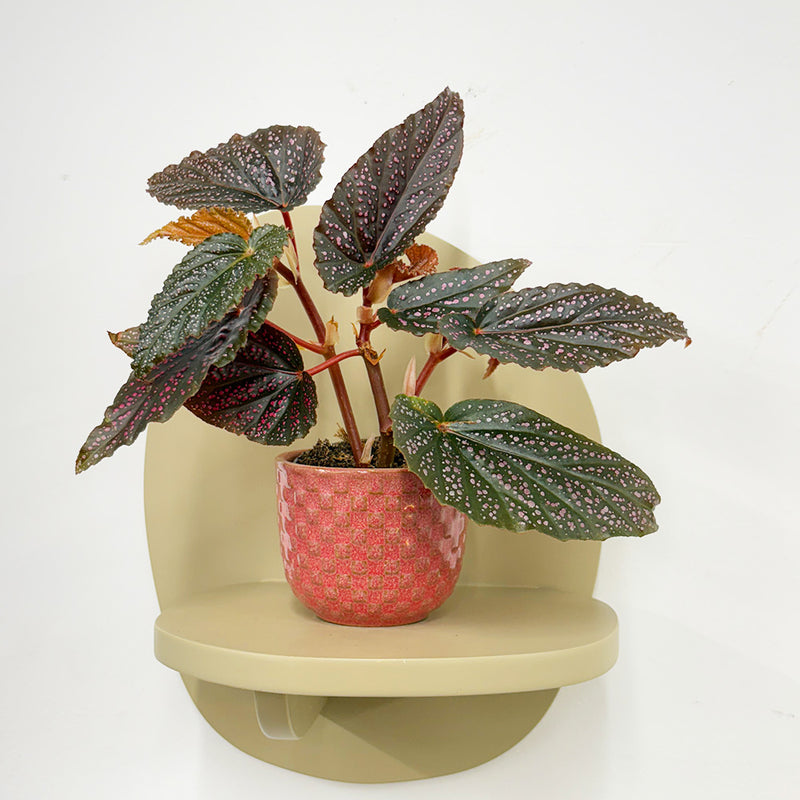 Mini Begonia Maculata & Pot