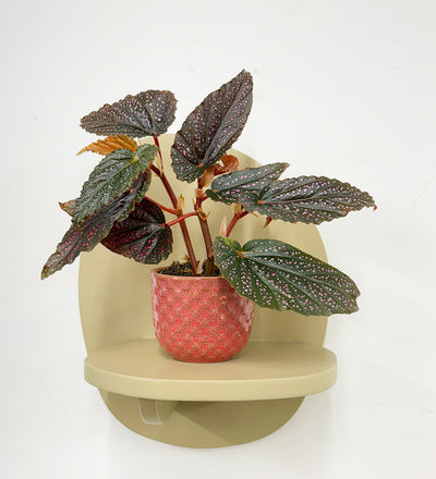 Mini Begonia Maculata & Pot