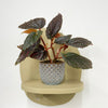 Mini Begonia Maculata & Pot