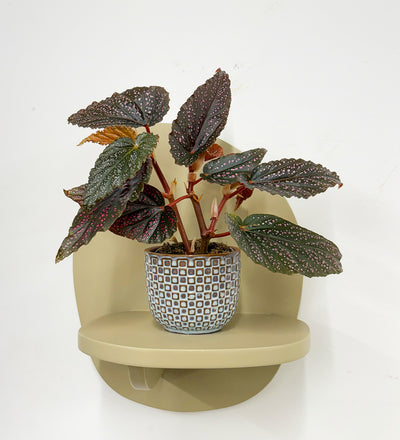 Mini Begonia Maculata & Pot