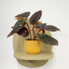 Mini Begonia Maculata & Pot
