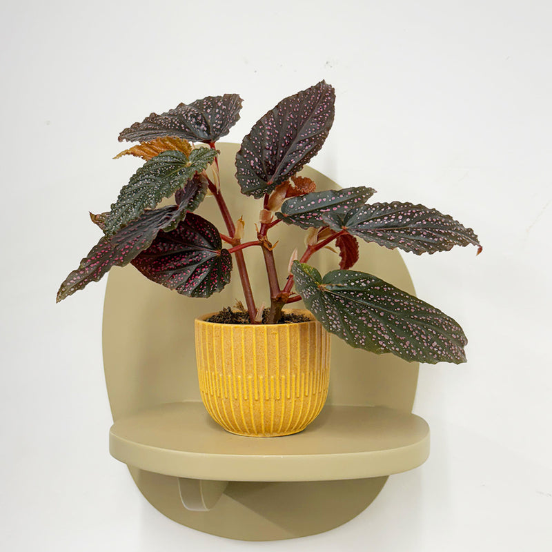 Mini Begonia Maculata & Pot