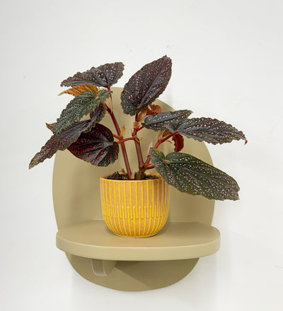 Mini Begonia Maculata & Pot