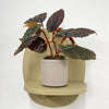 Mini Begonia Maculata & Pot