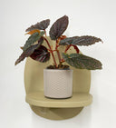 Taupe Pot