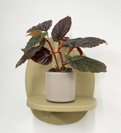 Mini Begonia Maculata & Pot