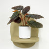 Mini Begonia Maculata & Pot