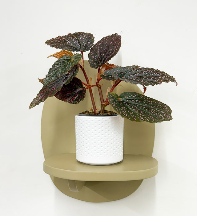 Mini Begonia Maculata & Pot