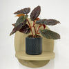 Mini Begonia Maculata & Pot