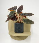 Grey Pot