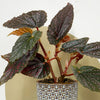 Mini Begonia Maculata & Pot